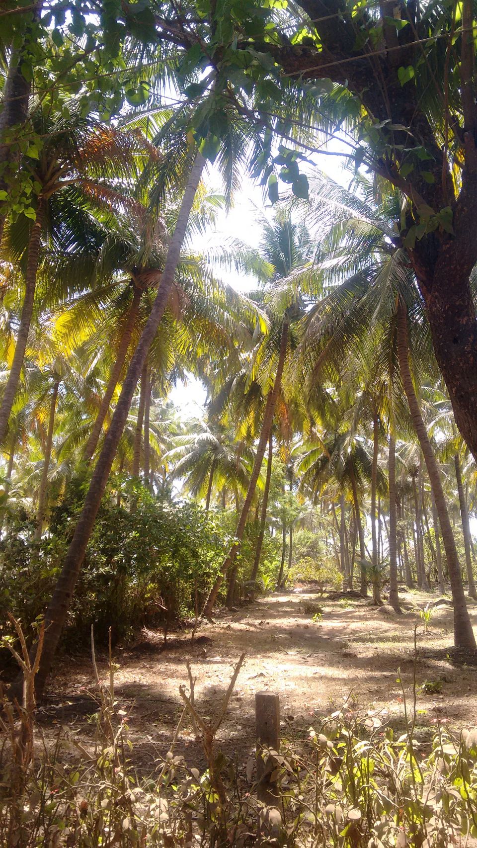 Photo of Diveagar Beach, Maharashtra by Samriddhi Saraswat