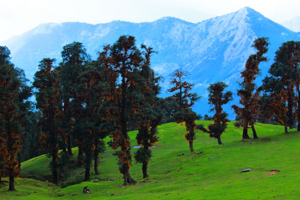 Photo of Chopta, Uttarakhand, India by Ayush Sinha