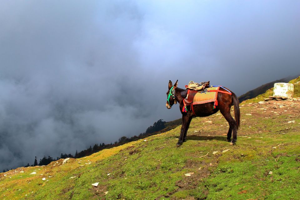 Photo of Chopta, Uttarakhand, India by Ayush Sinha
