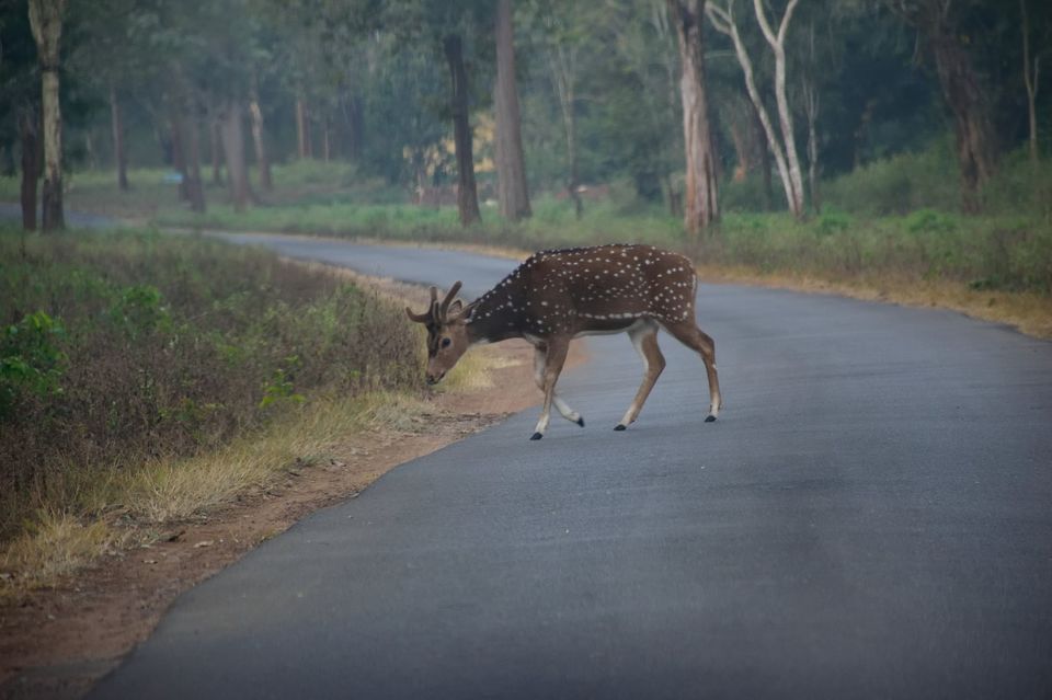 Photo of Why did I decide to spend my New year's at Kodagu! 3/15 by Avanthika Musipatla