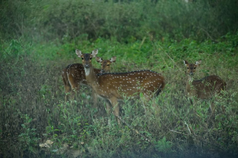 Photo of Why did I decide to spend my New year's at Kodagu! 4/15 by Avanthika Musipatla