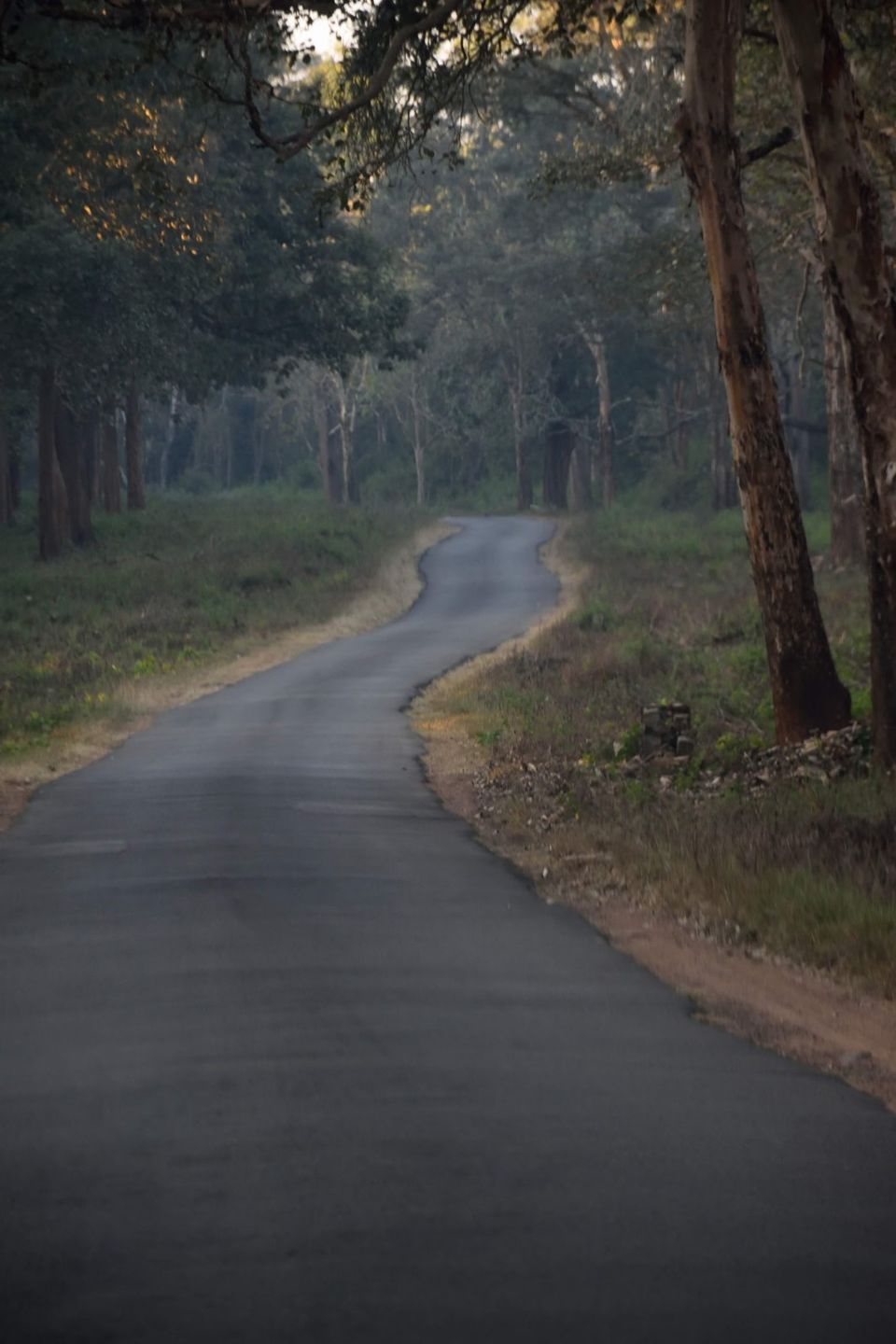 Photo of Why did I decide to spend my New year's at Kodagu! 5/15 by Avanthika Musipatla
