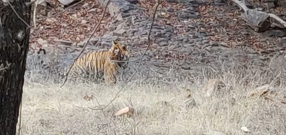 Photo of Ranthambore Tiger Reserve, Sawai Madhopur, Rajasthan, India by Pooja Shetty