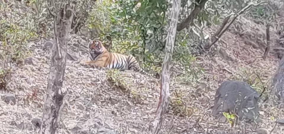 Photo of Ranthambore Tiger Reserve, Sawai Madhopur, Rajasthan, India by Pooja Shetty