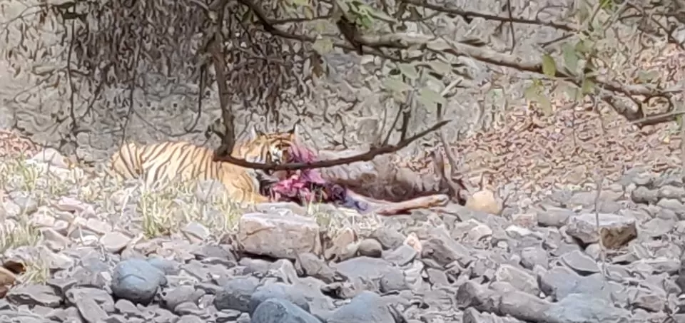 Photo of Ranthambore Tiger Reserve, Sawai Madhopur, Rajasthan, India by Pooja Shetty