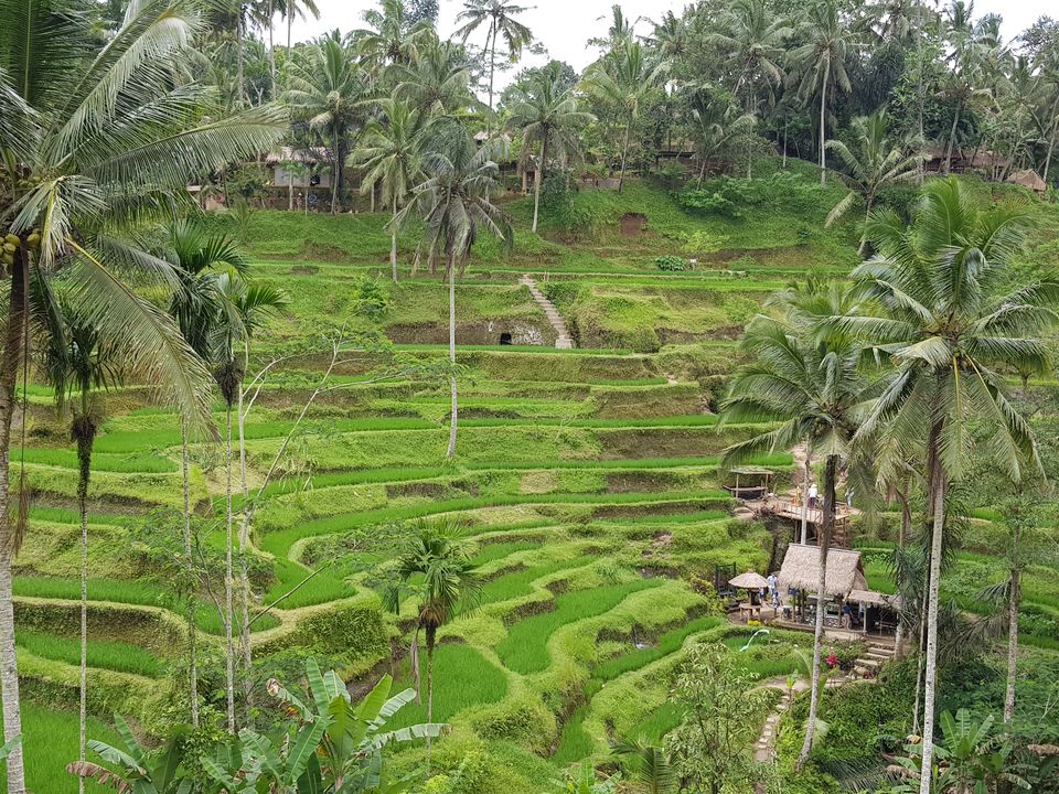 Photo of Tegallalang Rice Terrace, Jalan Tegallalang, Tegallalang, Gianyar, Bali, Indonesia by Pooja Shetty