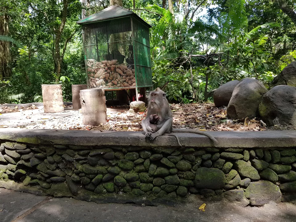 Photo of Sacred Monkey Forest Sanctuary, Jalan Monkey Forest, Ubud, Gianyar, Bali, Indonesia by Pooja Shetty