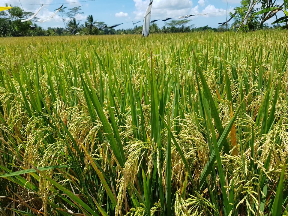 Photo of Bali- Everything you need to know by Pooja Shetty