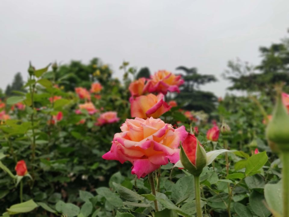 Photo of Discovering China - Everything you need to know! (Part 1) by Pooja Shetty