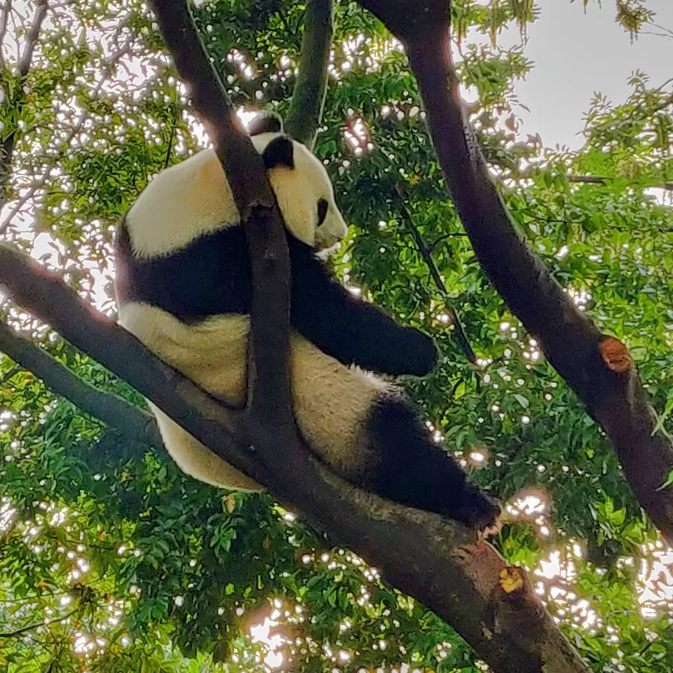 Photo of Chengdu Research Base of Giant Panda Breeding, Xiongmao Avenue, Chenghua, Chengdu, Sichuan, China by Pooja Shetty