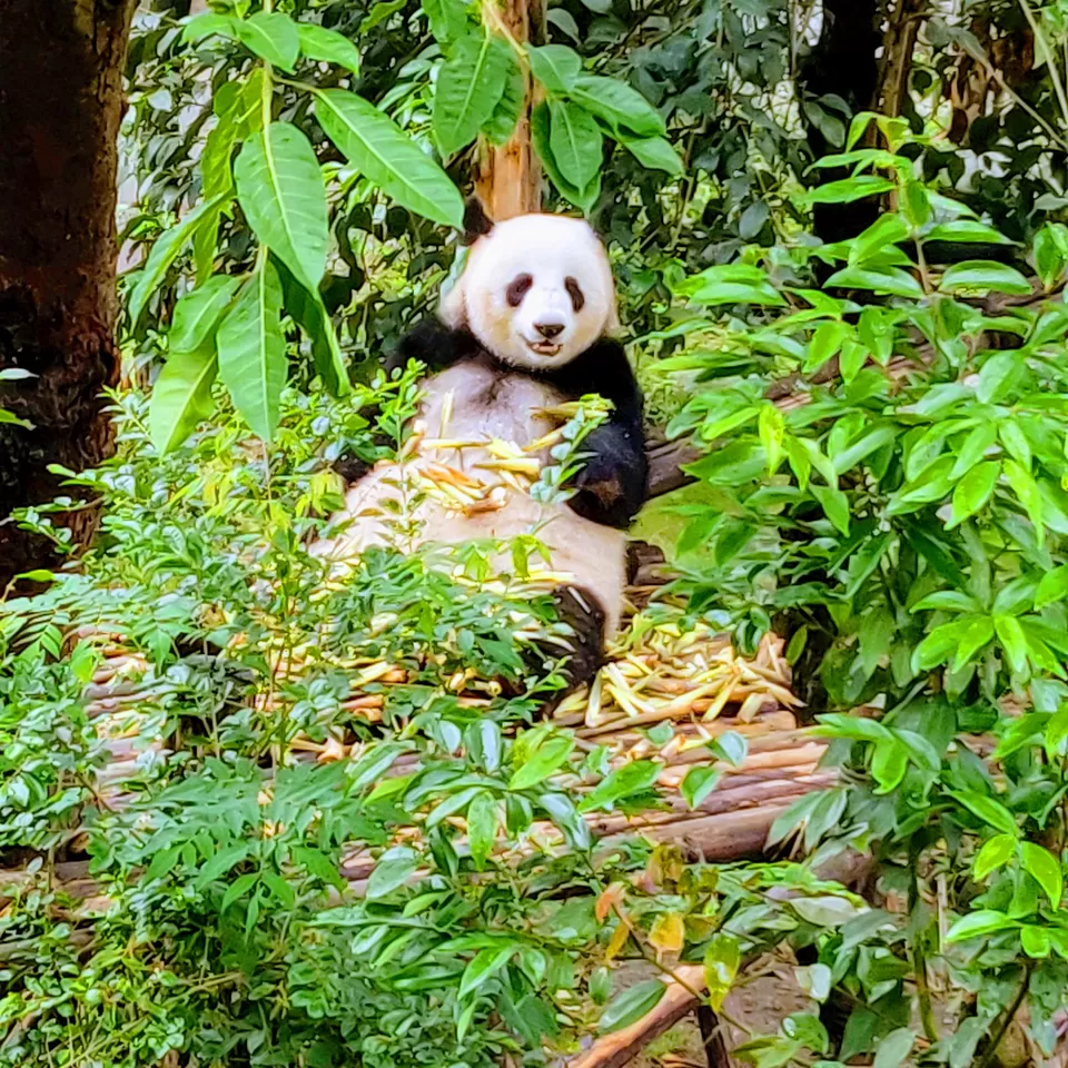 Photo of Chengdu Research Base of Giant Panda Breeding, Xiongmao Avenue, Chenghua, Chengdu, Sichuan, China by Pooja Shetty