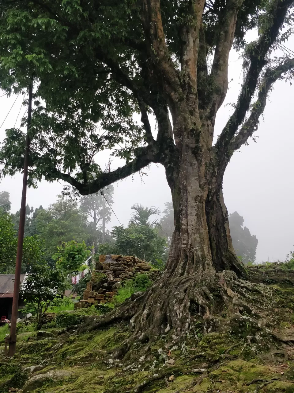 Photo of North-East India Heaven - 4 day Family Trip #Vacation #Family #India #travel by Praising Nature