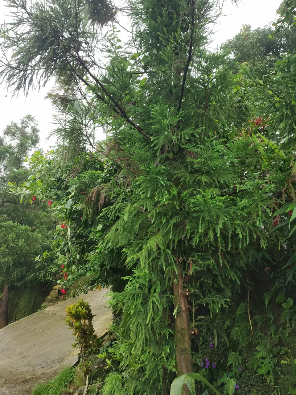 Photo of North-East India Heaven - 4 day Family Trip #Vacation #Family #India #travel by Praising Nature