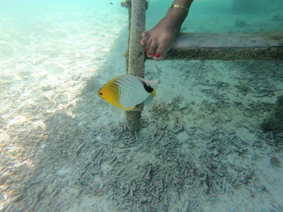 Photo of Why not to visit Sun Island Resort #Maldives ? #Honeymoon #Luxurytrip #Planning #Couple #couplegoals by Praising Nature