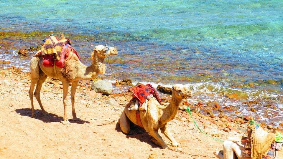 Photo of 6 Destinations in Egypt You can't Miss #Egpyt #Travel #Adventure 7/19 by Praising Nature
