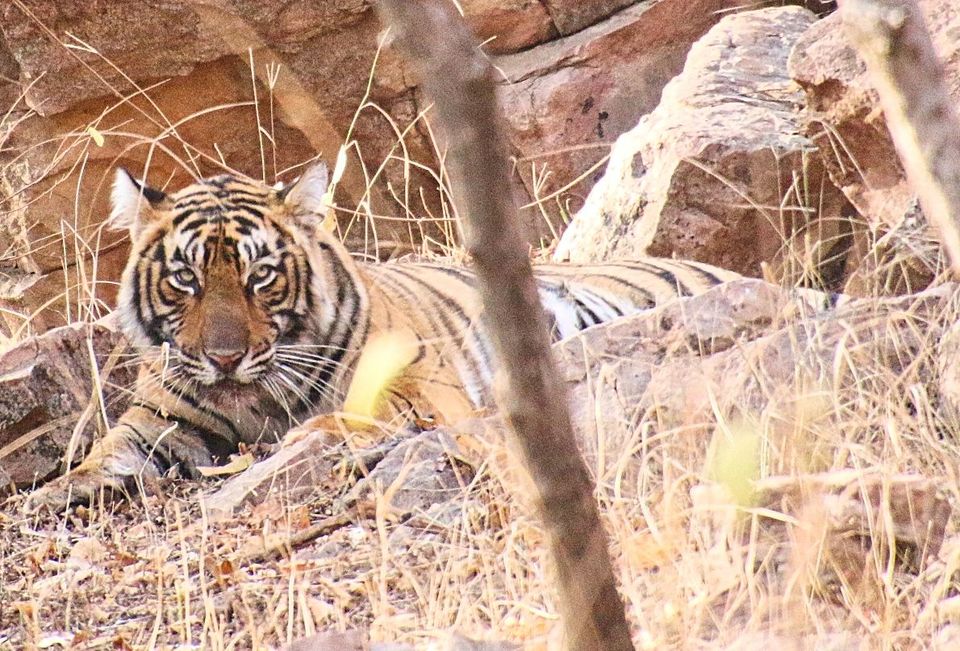 Photo of From Pug Marks to Alarm Calls: Stalking the Tiger in Ranthambore by Shreya Roy Chowdhury