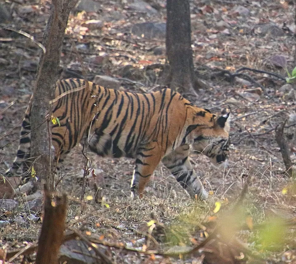 Photo of From Pug Marks to Alarm Calls: Stalking the Tiger in Ranthambore by Shreya Roy Chowdhury