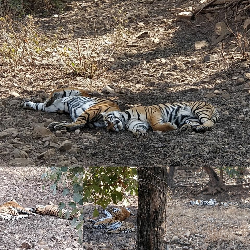 Photo of From Pug Marks to Alarm Calls: Stalking the Tiger in Ranthambore by Shreya Roy Chowdhury