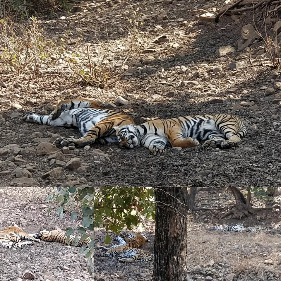 Photo of From Pug Marks to Alarm Calls: Stalking the Tiger in Ranthambore by Shreya Roy Chowdhury