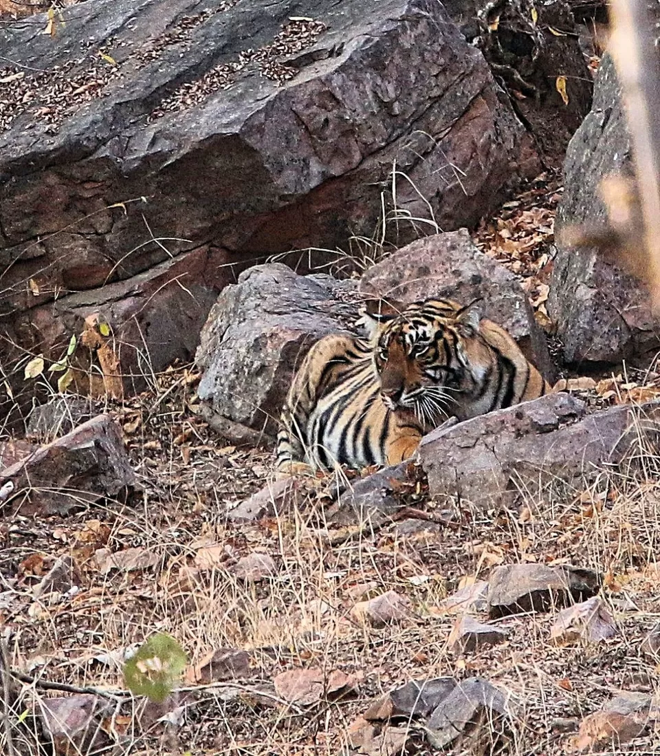 Photo of Ranthambore Jungle Safari, Kumawat Colony, Alpana Colony, Khatipura, Jhotwara, Jaipur, Rajasthan, India by Shreya Roy Chowdhury