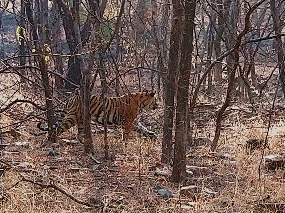 Photo of From Pug Marks to Alarm Calls: Stalking the Tiger in Ranthambore by Shreya Roy Chowdhury
