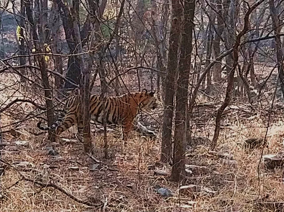 Photo of From Pug Marks to Alarm Calls: Stalking the Tiger in Ranthambore by Shreya Roy Chowdhury