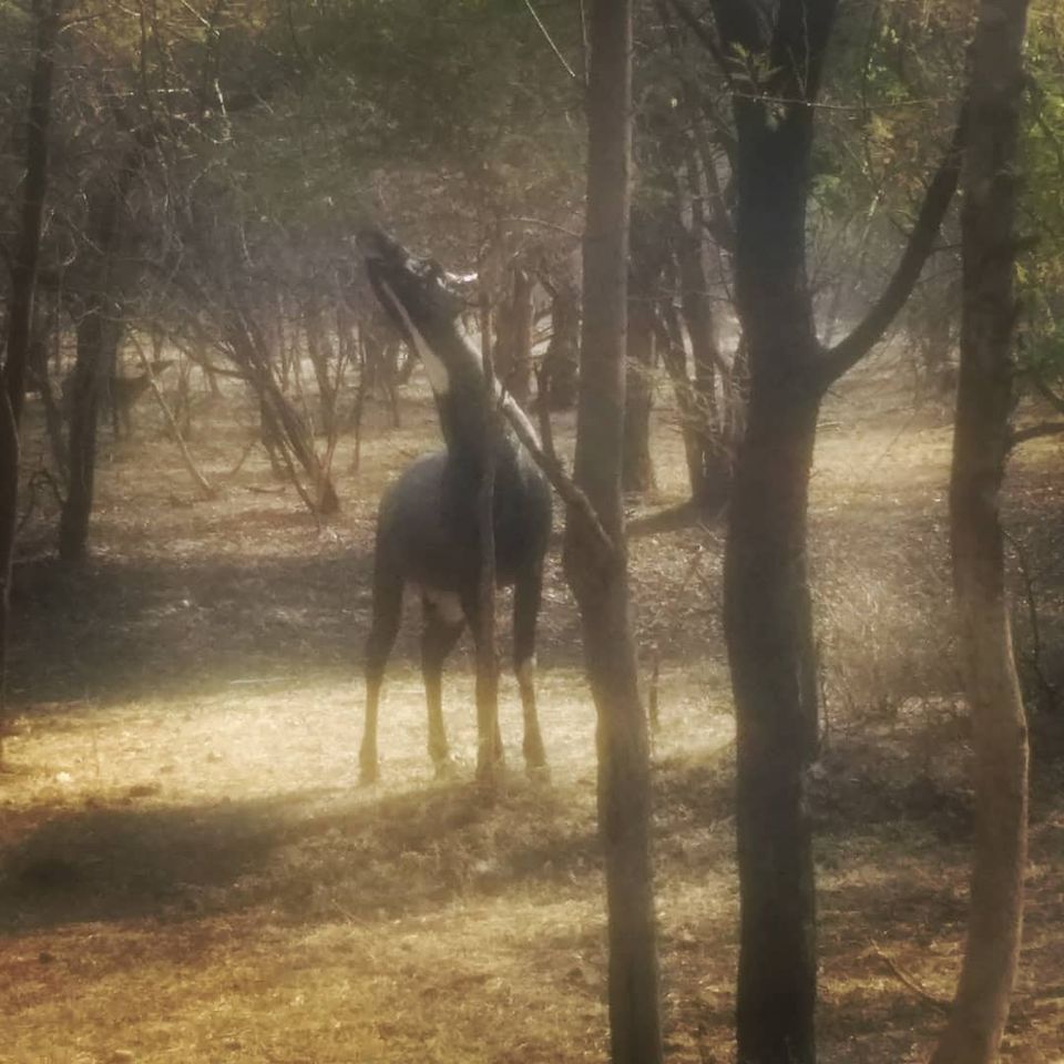 Photo of From Pug Marks to Alarm Calls: Stalking the Tiger in Ranthambore by Shreya Roy Chowdhury
