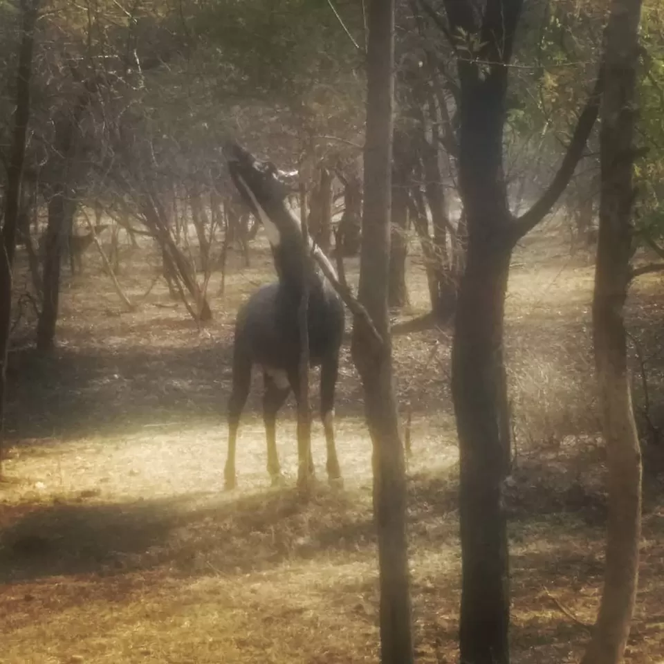 Photo of From Pug Marks to Alarm Calls: Stalking the Tiger in Ranthambore by Shreya Roy Chowdhury