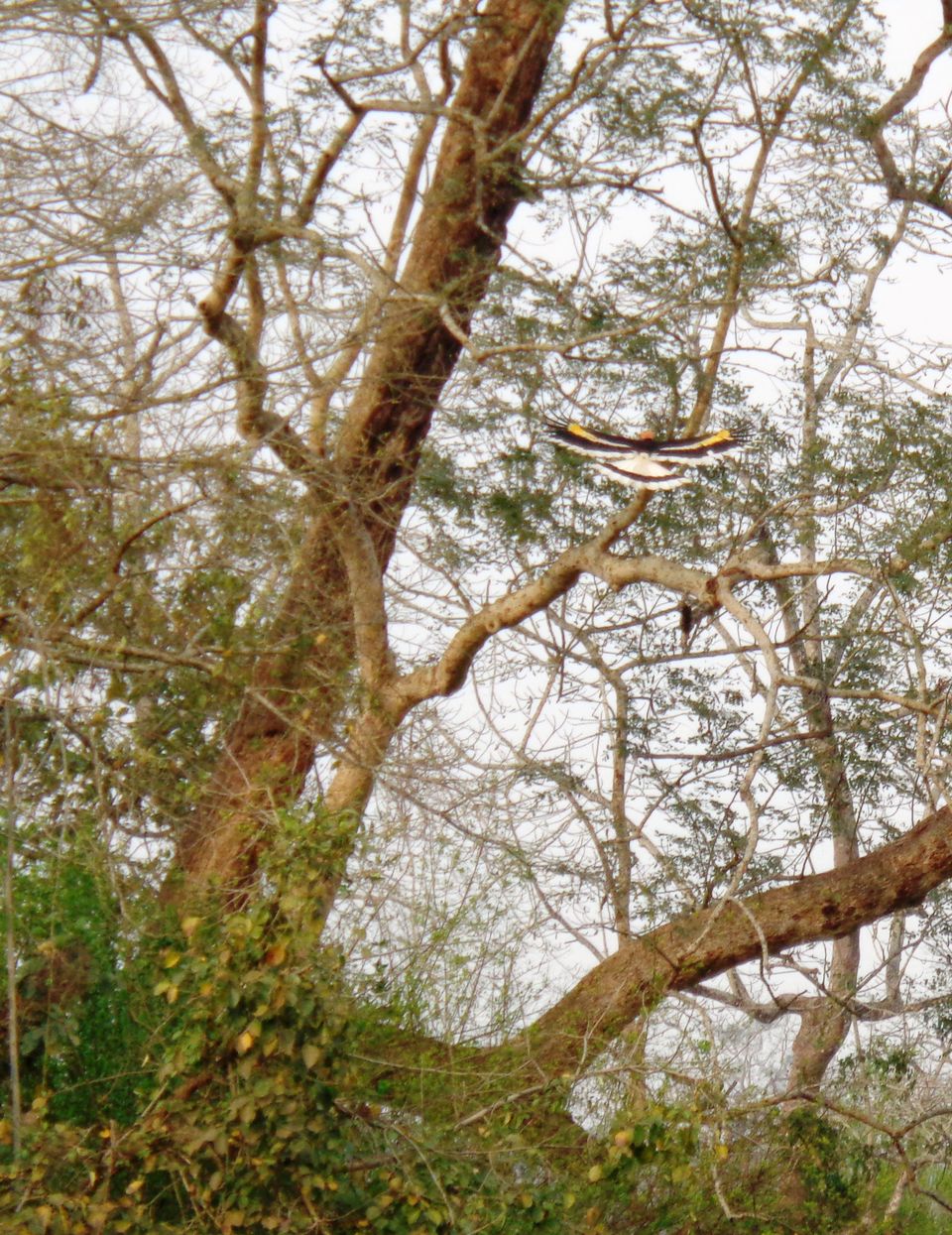 Photo of Emerald Green Beauty: Kaziranga by Shreya Roy Chowdhury