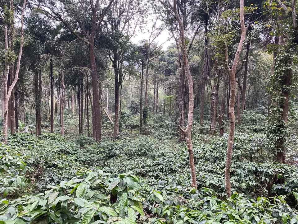 Photo of The Tale Of Cloud And Coffee- COORG by Sharayu
