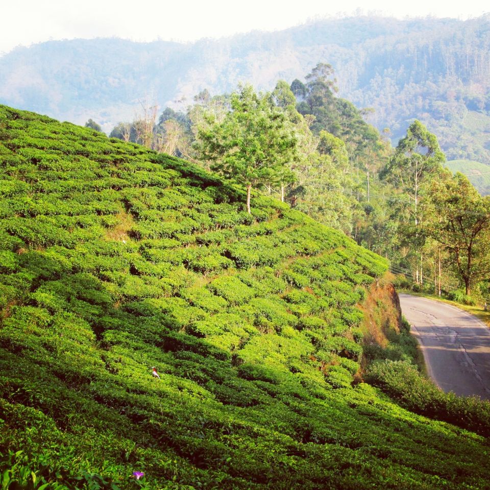 Photo of Munnar, Kerala, India by Anwesha Guha