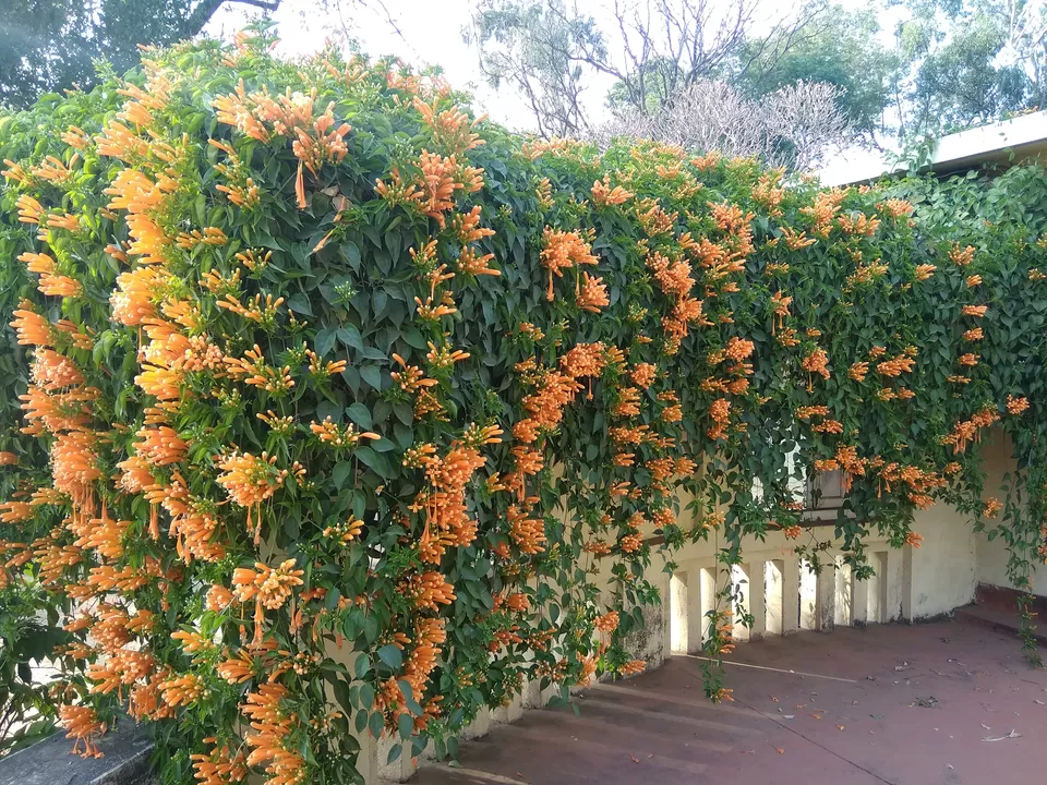 Photo of Visva-Bharati, Bolpur, West Bengal, India by Anwesha Guha