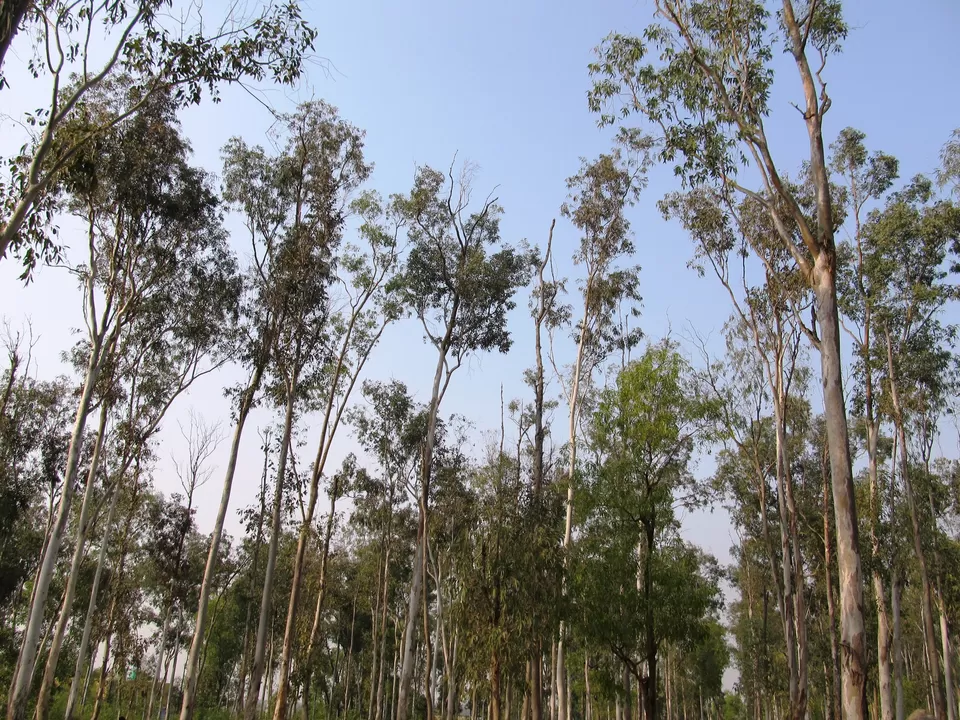 Photo of Sonajhuri Forest, Birbhum, West Bengal, India by Anwesha Guha