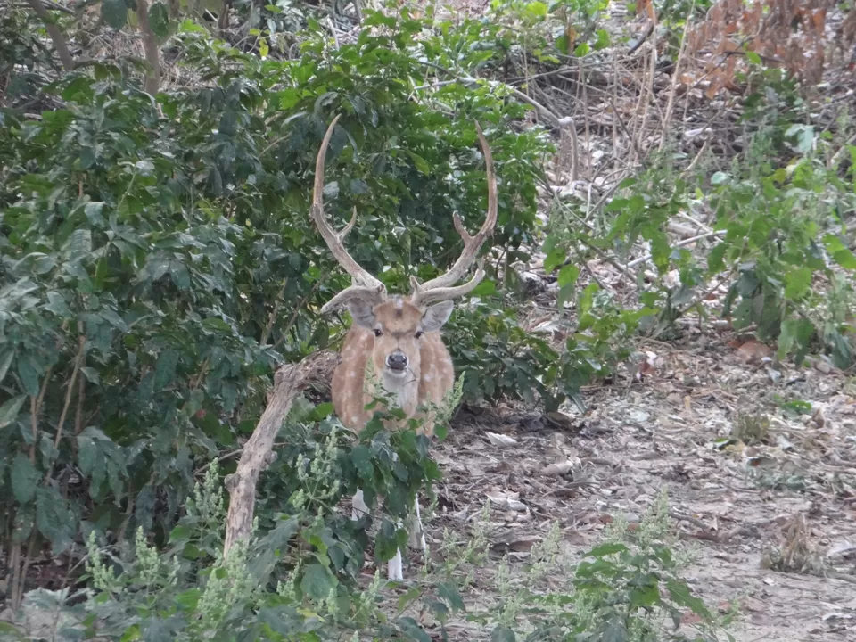Photo of Jim Corbett National Park, Nainital District, Ramnagar, Uttarakhand 244715, India by Heema Joshi