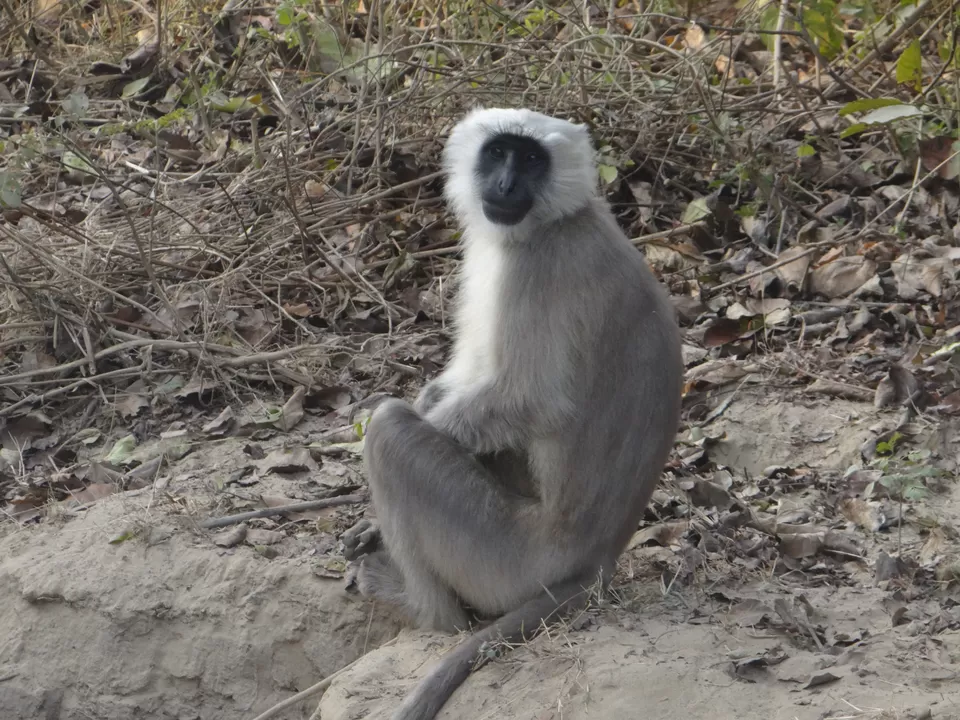 Photo of Jim Corbett National Park, Nainital District, Ramnagar, Uttarakhand 244715, India by Heema Joshi