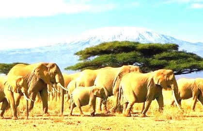 Photo of Kenya and Tanzania Wildlife Lodge Safaris by African Habitat Safaris