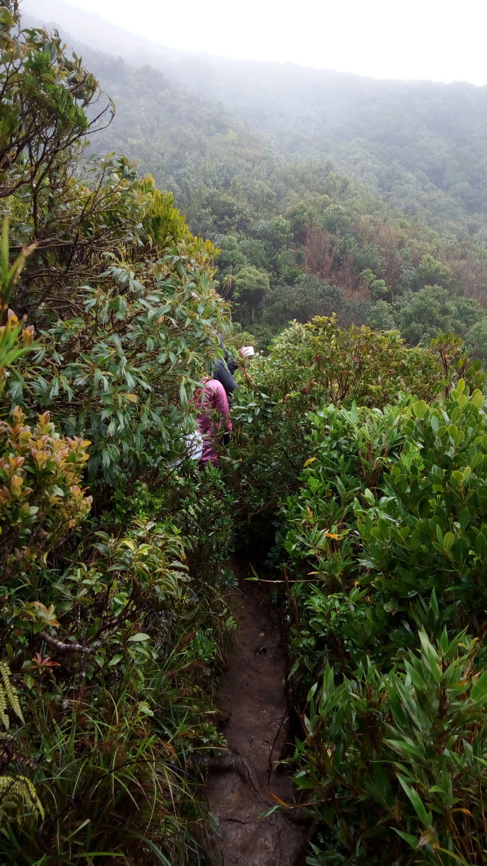 Photo of Meesapulimala, Kannan Devan Hills, Kerala, India by Ashwin J Chandran