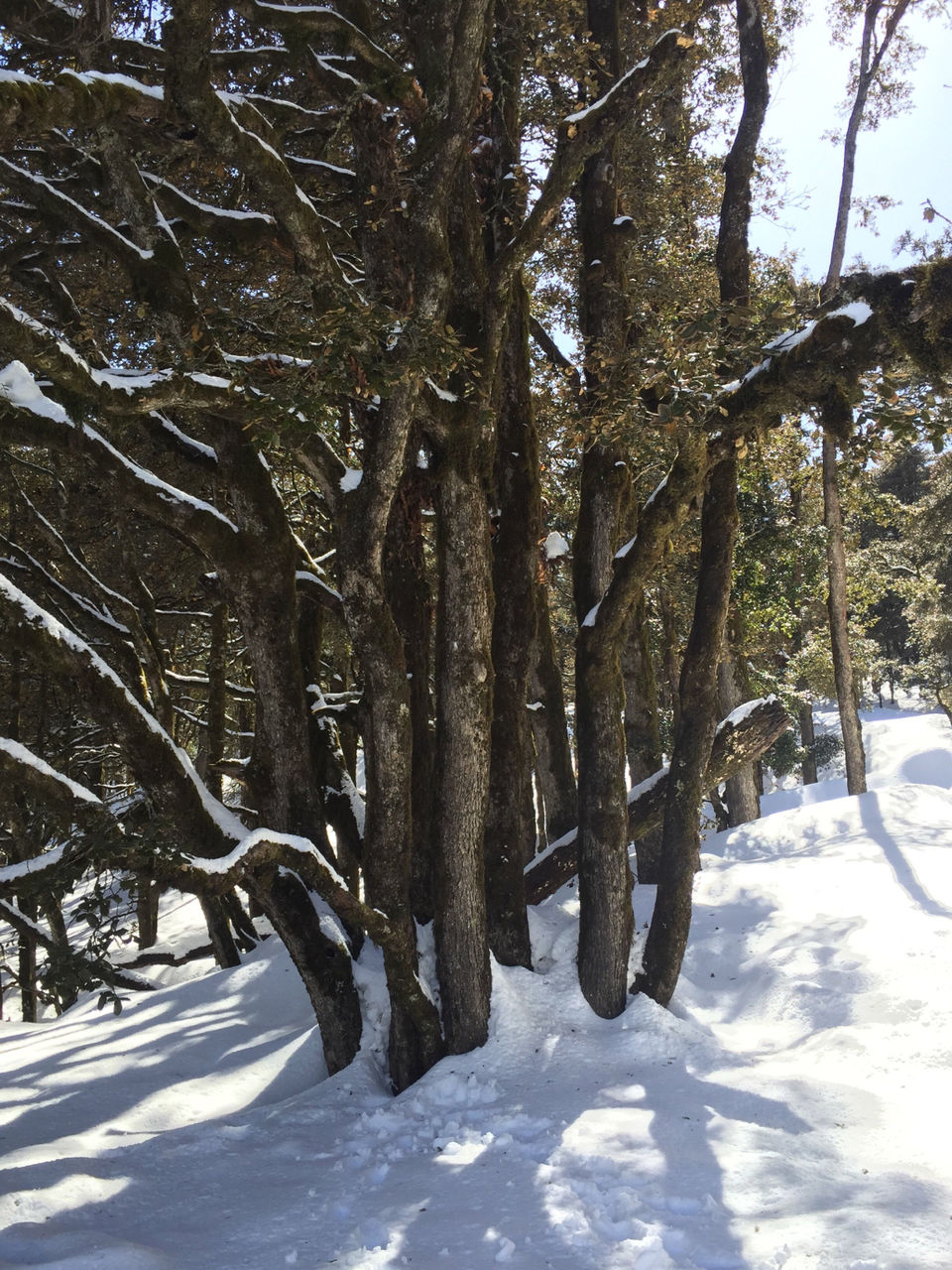 Photo of Your goto Adventure Plan in Uttarakhand by Apurva Jare