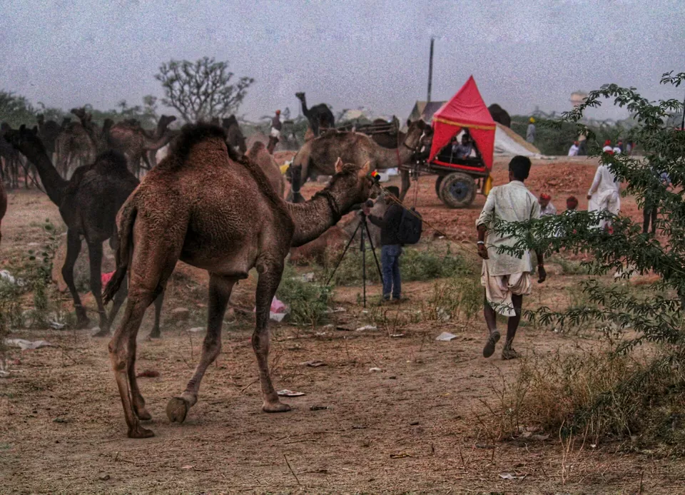 Photo of PUSHKAR MELA 2k18 by Reena budhiraja