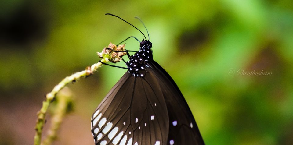 Photo of Great Escape by Santhosham