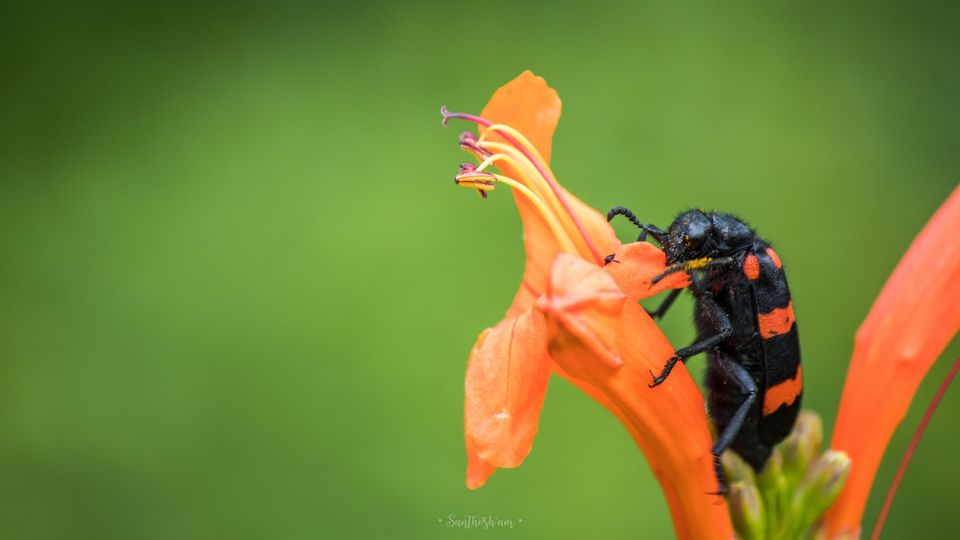 Photo of Araku Diaries by Santhosham