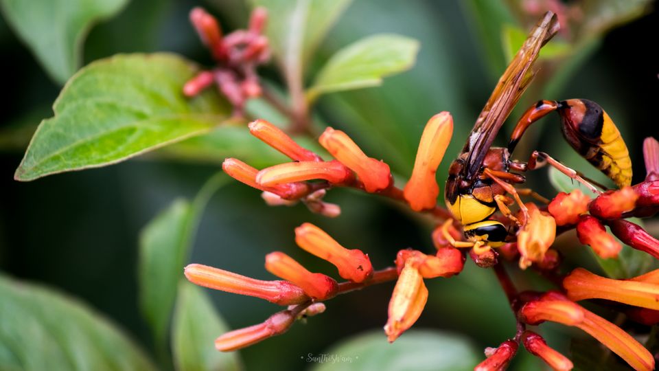 Photo of Araku Diaries by Santhosham