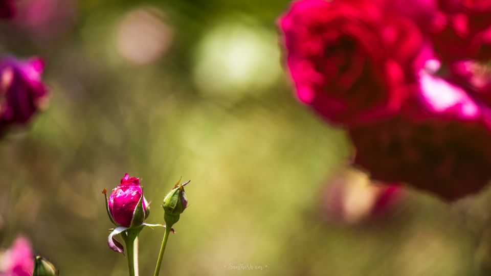 Photo of Araku Diaries by Santhosham
