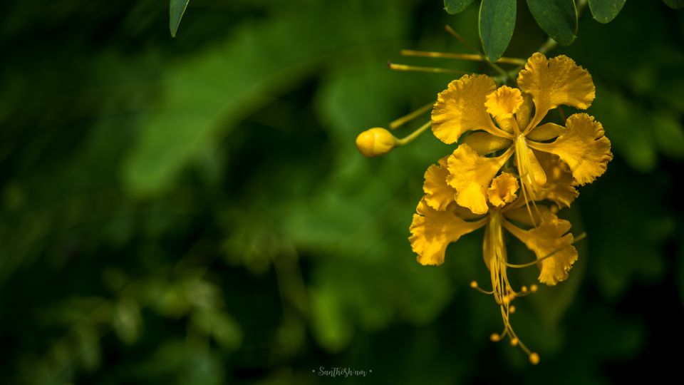Photo of Araku Diaries by Santhosham