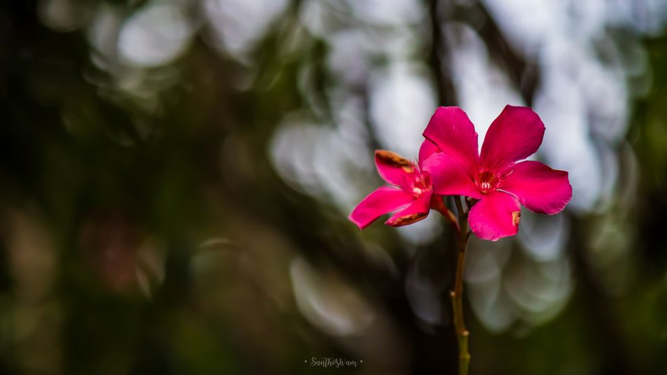 Photo of Araku Diaries by Santhosham