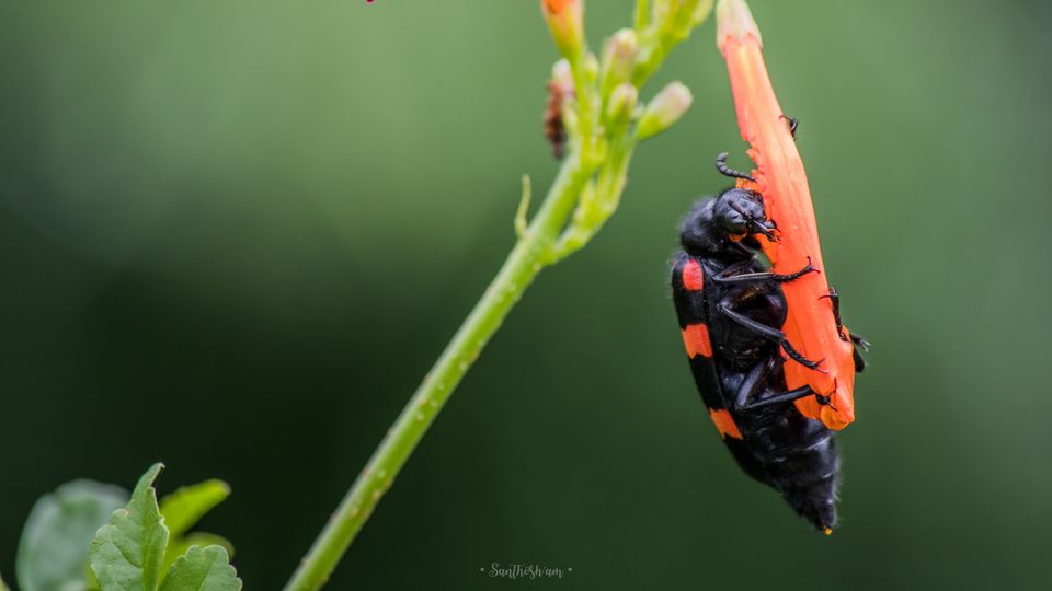 Photo of Araku Diaries by Santhosham