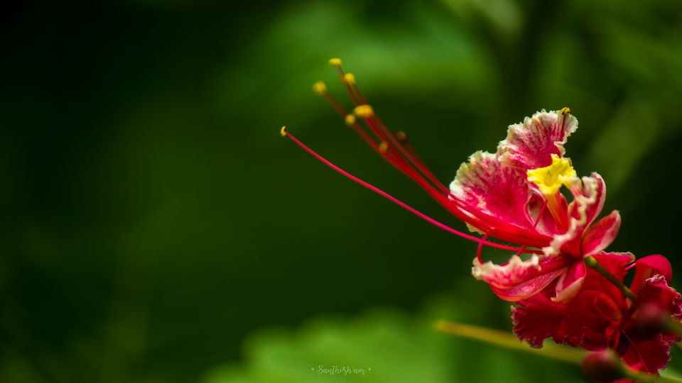 Photo of Araku Diaries by Santhosham