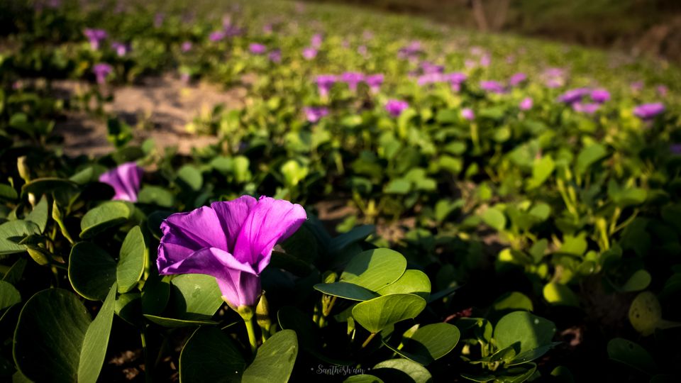 Photo of Beach Please by Santhosham