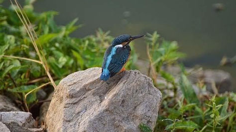 Photo of Birding at Kaikondrahalli by Swathi Kamisetty