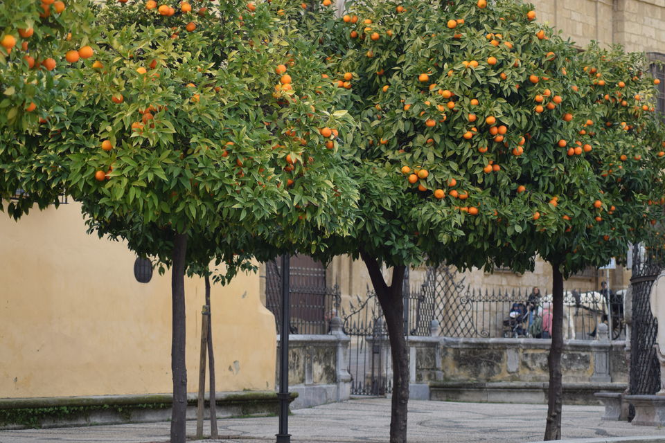 Photo of Seville, The Heart of Spain 1/7 by Swathi Kamisetty